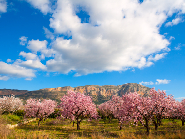 The Beckham Law Costa Blanca - TheAgencyRE Costa Blanca.