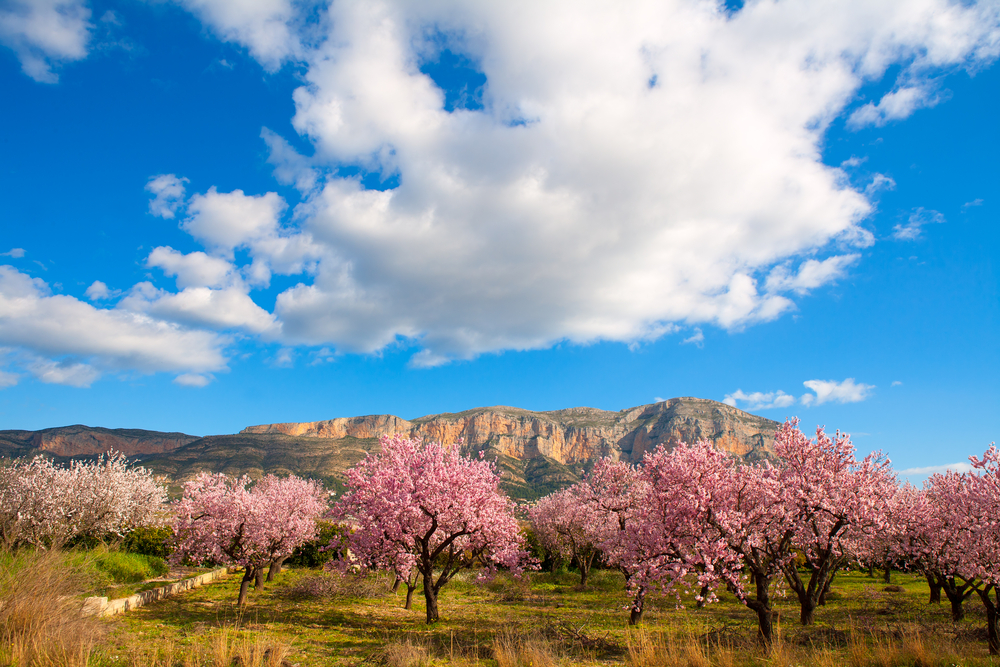 The Beckham Law Costa Blanca - TheAgencyRE Costa Blanca.